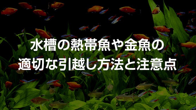 水槽の熱帯魚や金魚の適切な引越し方法と注意点 引越し見積もりの引越し侍