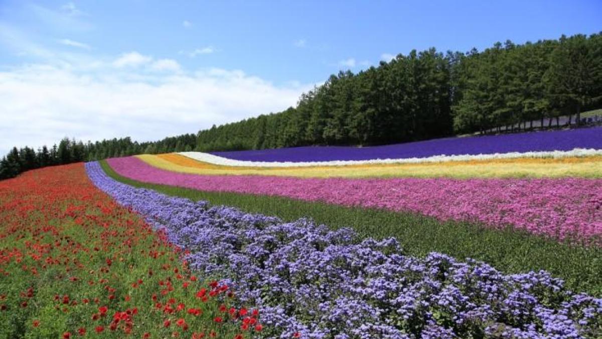中富良野町プロモーション写真