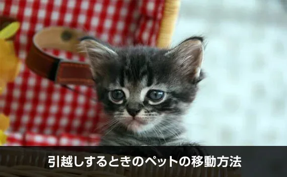写真：引越しするときのペットの移動方法。子猫が写っている写真。