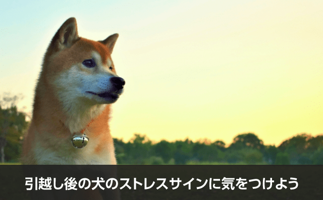写真：引越し後の犬のストレスサインに気をつけよう。柴犬の写真。