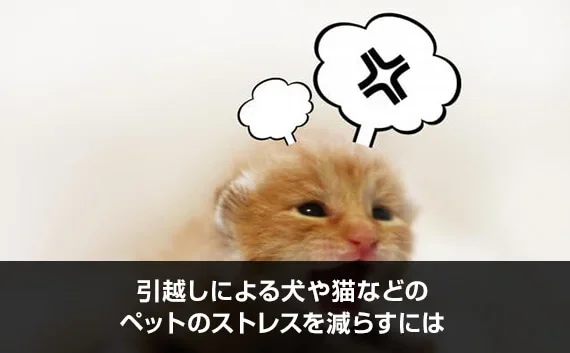写真：引越しによる犬や猫などのペットのストレスを減らすには。怒っている吹き出しがついている猫の写真。