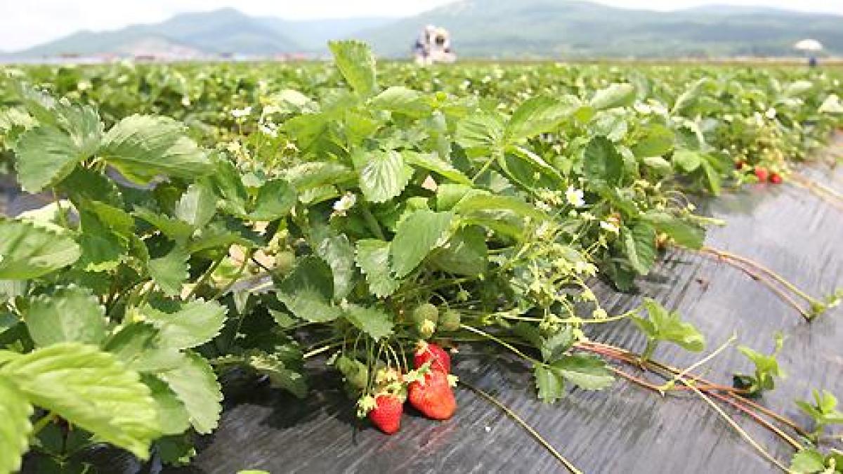 比布町プロモーション写真