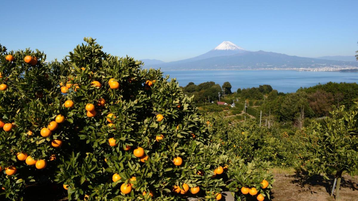 沼津市イメージ画像