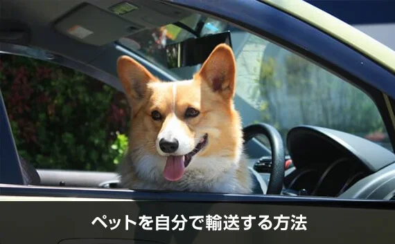 写真：ペットを自分で輸送する方法。車から顔を出している犬の写真。
