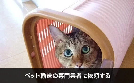 写真：ペット輸送の専門業者に依頼する。ケースに入っている猫の写真。