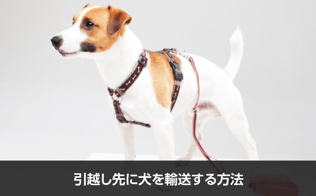 写真：引越し先に犬を輸送する方法。ジャックラッセルテリアの写真。