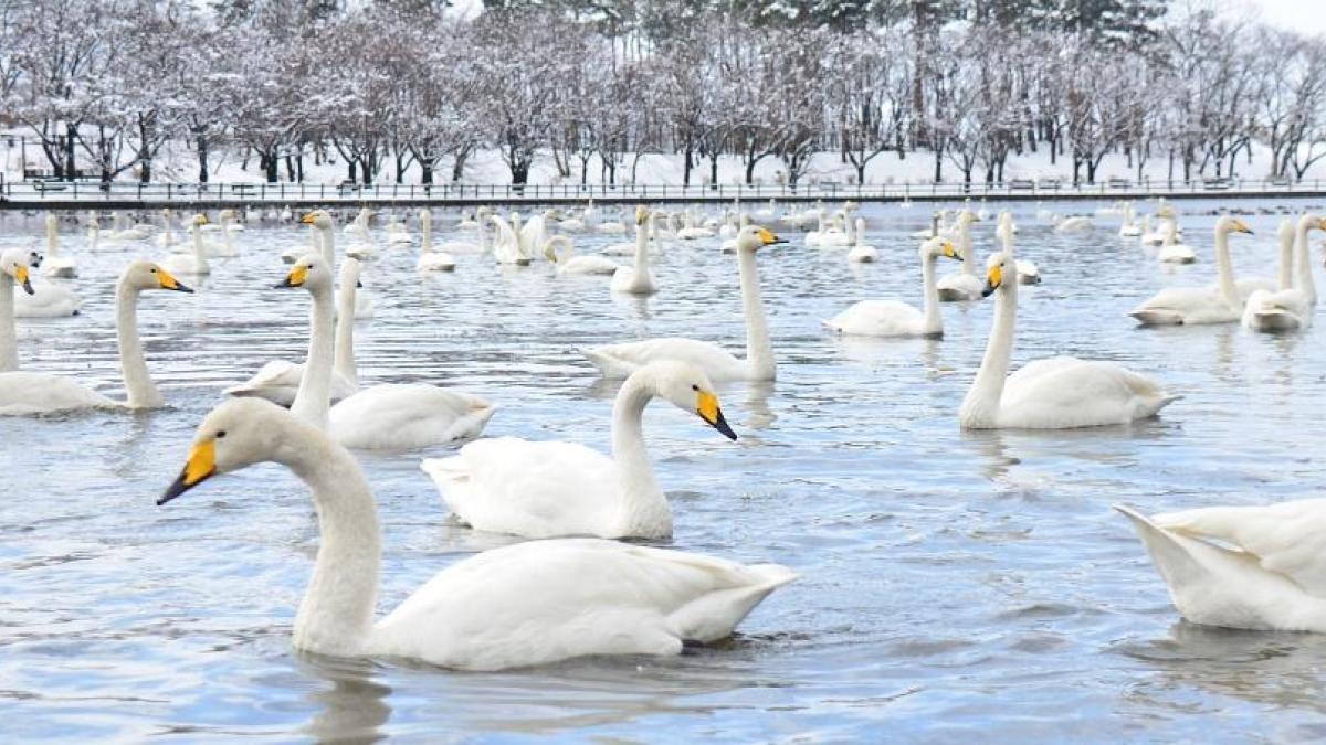 聖籠町のイメージ写真