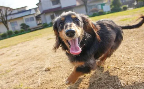 写真：ミニチュアダックスの写真。