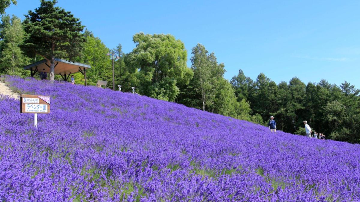 中富良野町プロモーション写真
