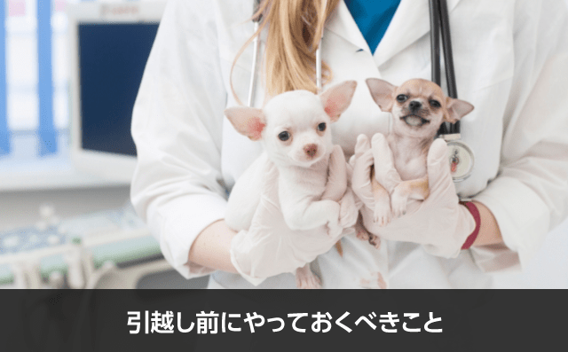 写真：引越し前にやっておくべきこと。子犬を2匹抱えた人が写っている写真。