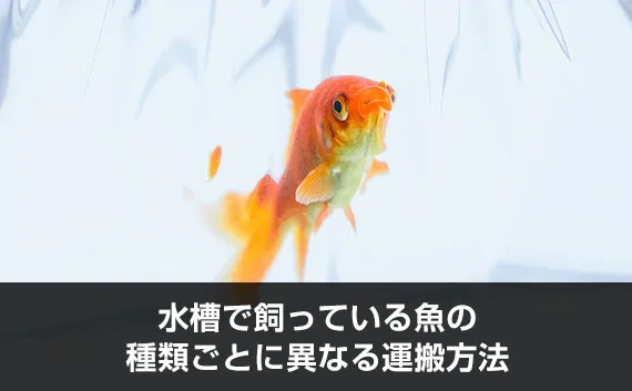 写真：水槽で飼っている魚の種類ごとに異なる運搬方法。ビニール袋に入った金魚が写っている写真。