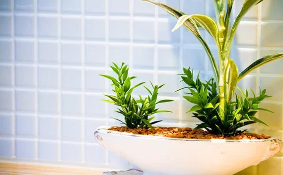 写真：観葉植物の写真