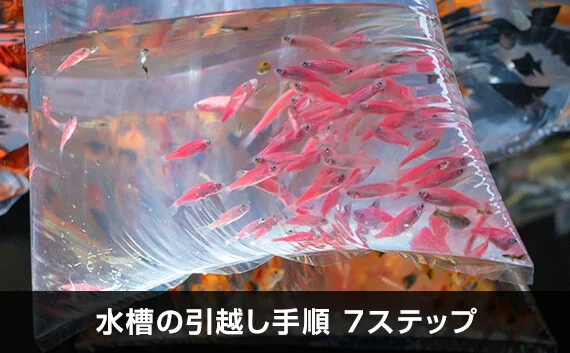 写真：水槽の引越し手順 7ステップ。ビニール袋に入った小魚の写真。