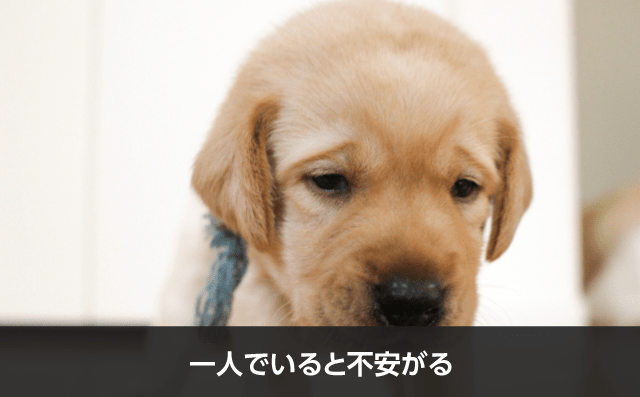 愛犬と一緒に引っ越し ペットのストレスを軽減させる方法 引っ越し準備は引越し侍