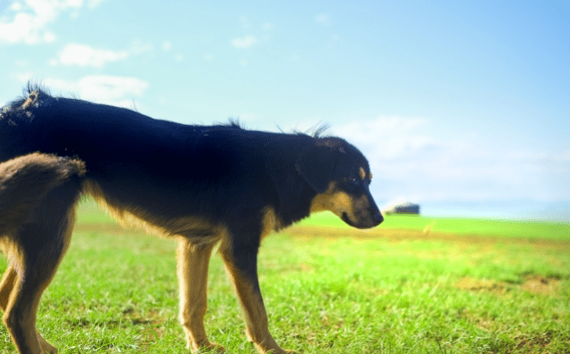 広い芝生の上で立っている黒と茶色の大型犬